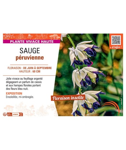 SAUGE PERUVIENNE
