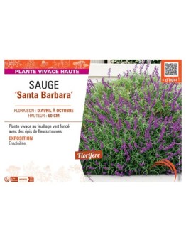 SAUGE SANTA BARBARA