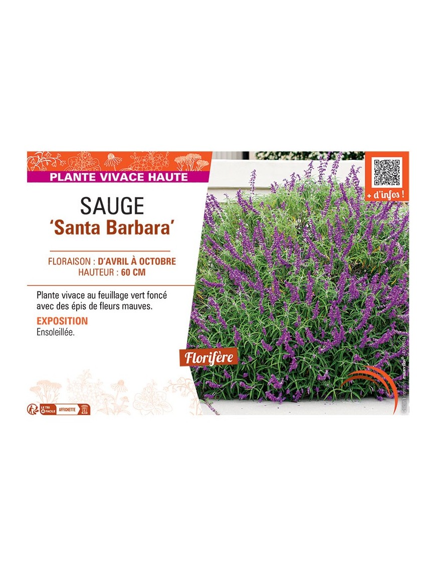 SAUGE SANTA BARBARA