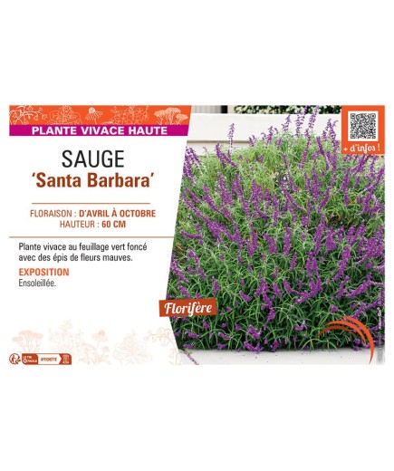 SAUGE SANTA BARBARA