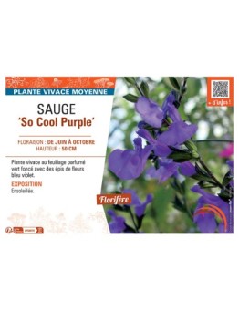 SAUGE SO COOL PURPLE