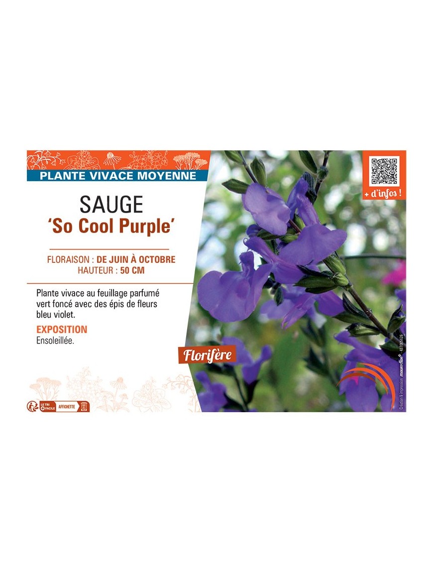 SAUGE SO COOL PURPLE