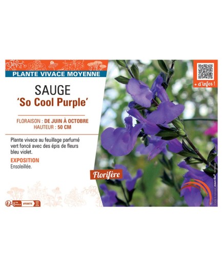 SAUGE SO COOL PURPLE