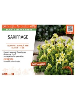 SAXIFRAGE (jaune)