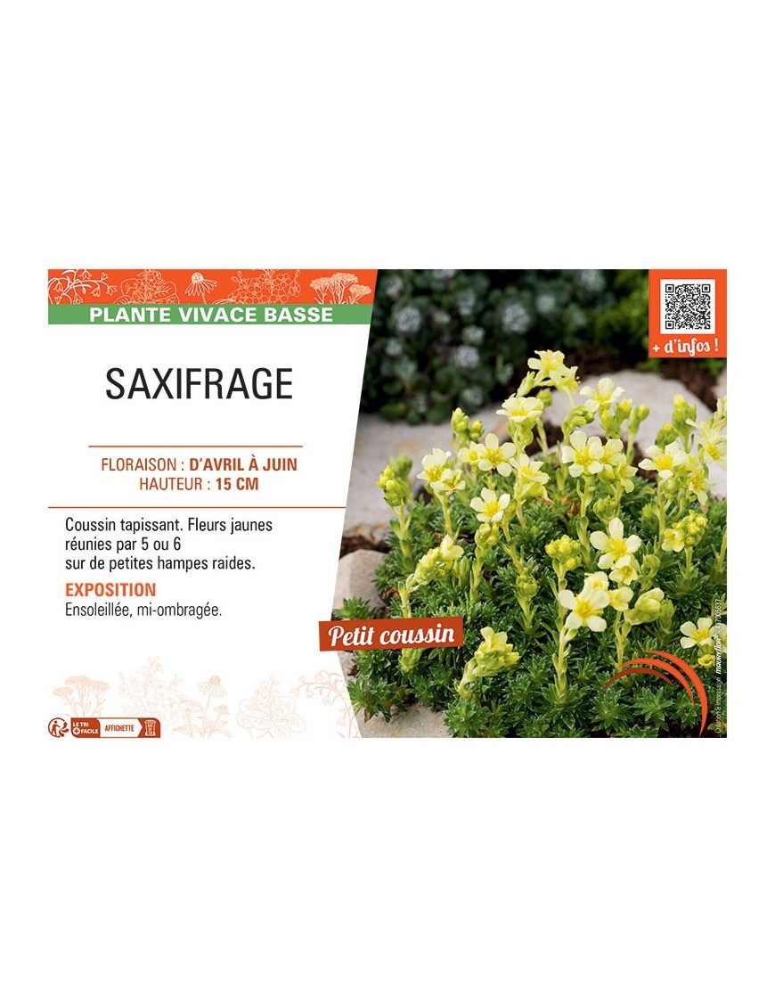 SAXIFRAGE (jaune)