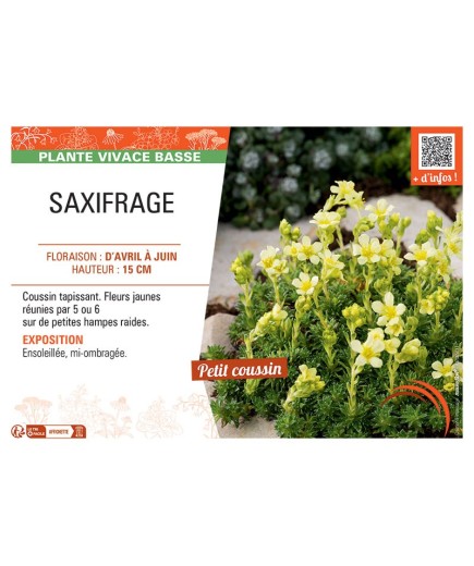 SAXIFRAGE (jaune)