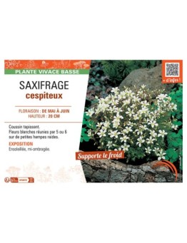 SAXIFRAGE CESPITEUX