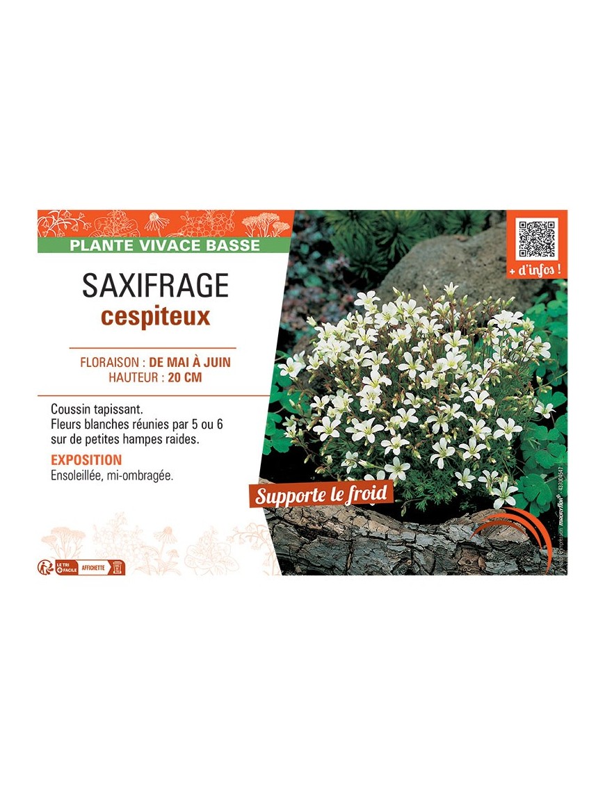 SAXIFRAGE CESPITEUX