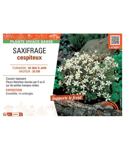 SAXIFRAGE CESPITEUX