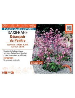 SAXIFRAGE DESESPOIR DU PEINTRE
