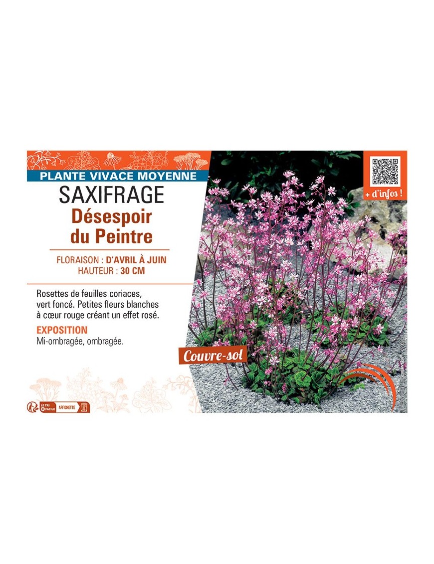 SAXIFRAGE DESESPOIR DU PEINTRE