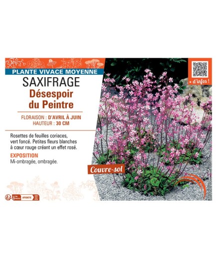 SAXIFRAGE DESESPOIR DU PEINTRE