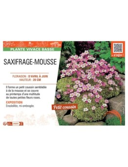 SAXIFRAGE-MOUSSE (rose)
