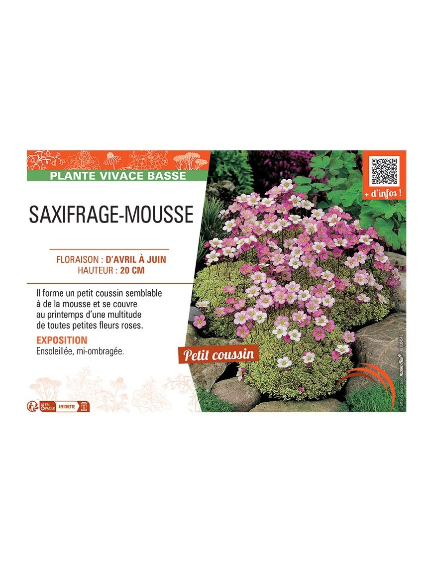 SAXIFRAGE-MOUSSE (rose)