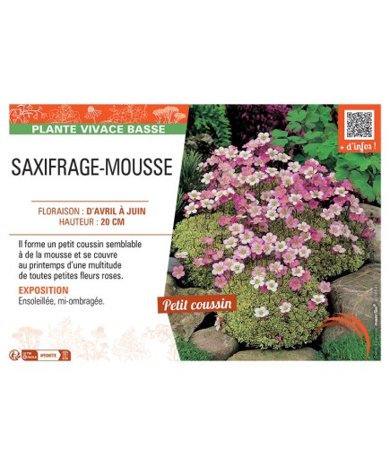 SAXIFRAGE-MOUSSE (rose)