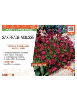 SAXIFRAGE-MOUSSE (rouge)