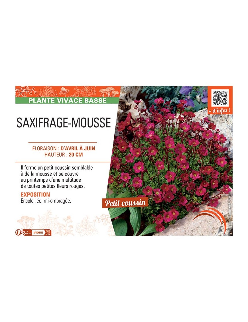 SAXIFRAGE-MOUSSE (rouge)