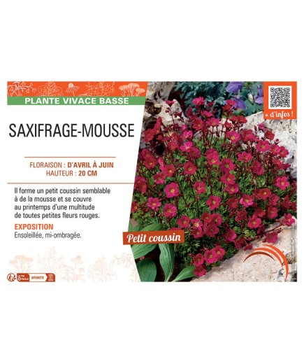 SAXIFRAGE-MOUSSE (rouge)