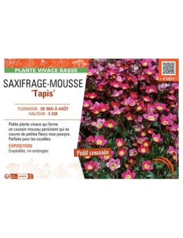 SAXIFRAGE-MOUSSE TAPIS
