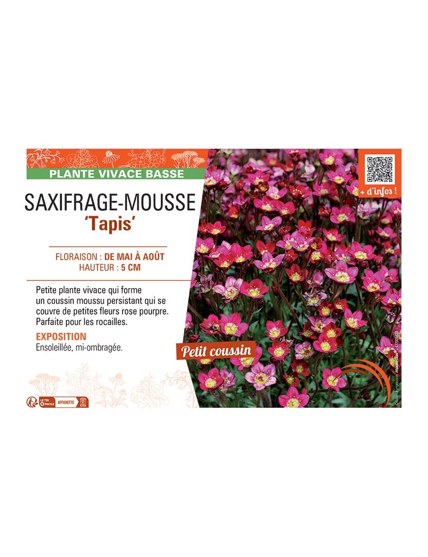 SAXIFRAGE-MOUSSE TAPIS