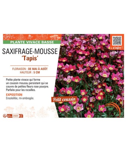 SAXIFRAGE-MOUSSE TAPIS