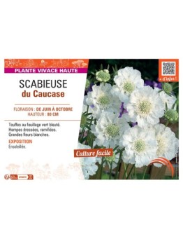 SCABIEUSE DU CAUCASE (blanc)