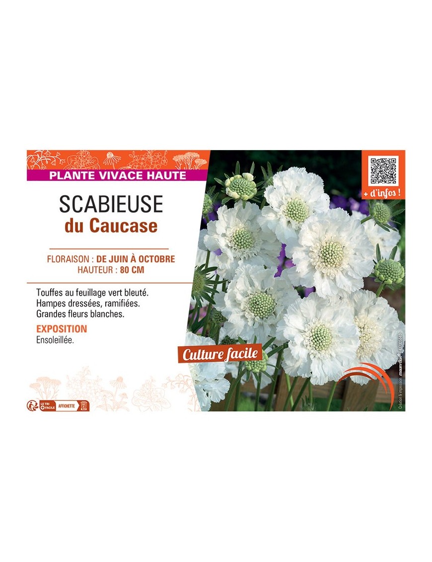 SCABIEUSE DU CAUCASE (blanc)