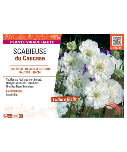 SCABIEUSE DU CAUCASE (blanc)