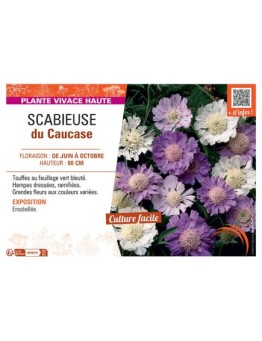 SCABIEUSE DU CAUCASE (varié)