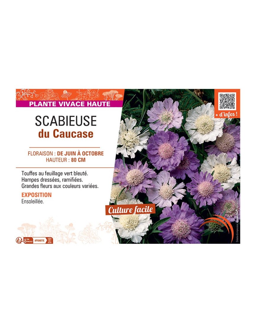 SCABIEUSE DU CAUCASE (varié)