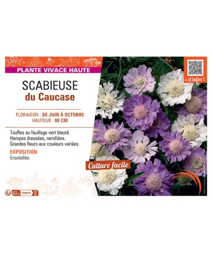 SCABIEUSE DU CAUCASE (varié)