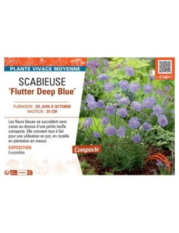 SCABIEUSE FLUTTER DEEP BLUE