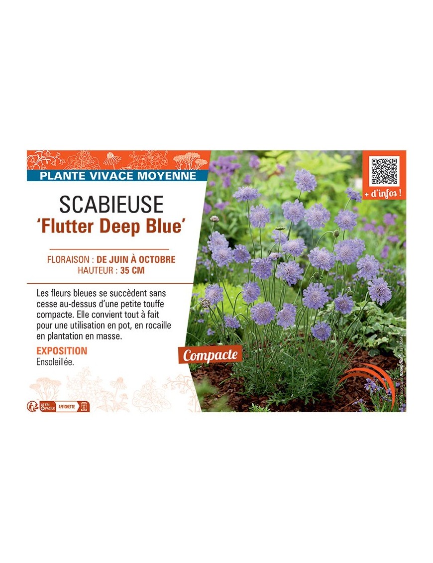 SCABIEUSE FLUTTER DEEP BLUE