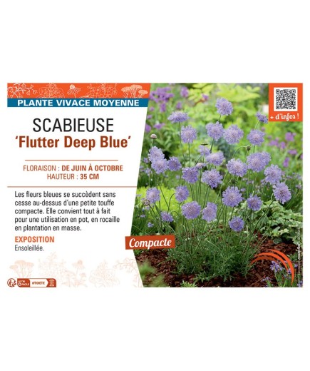 SCABIEUSE FLUTTER DEEP BLUE