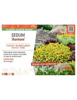 SEDUM AUREUM