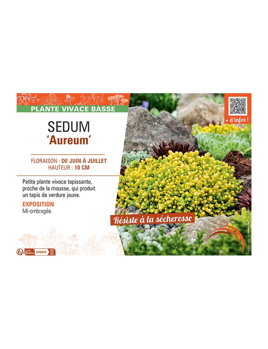 SEDUM AUREUM