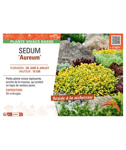 SEDUM AUREUM