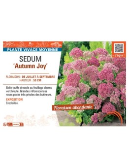 SEDUM AUTUMN JOY