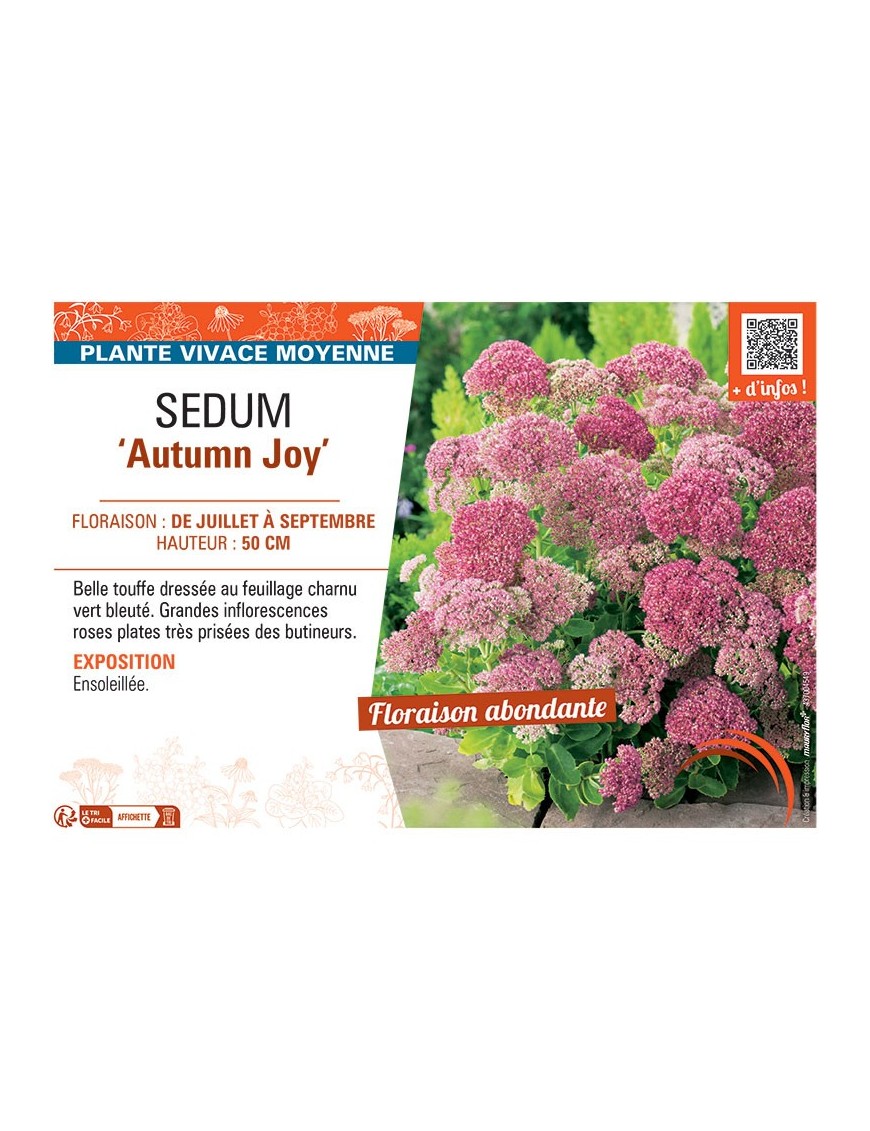 SEDUM AUTUMN JOY
