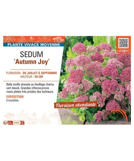 SEDUM AUTUMN JOY