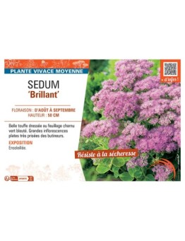 SEDUM BRILLANT