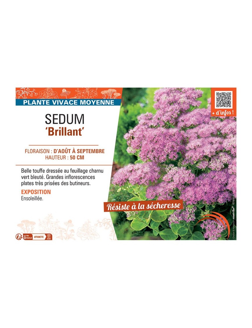 SEDUM BRILLANT