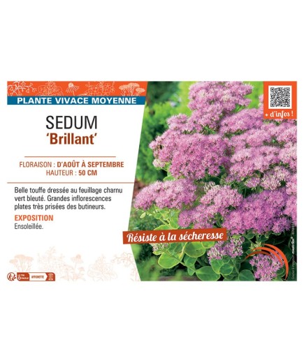 SEDUM BRILLANT