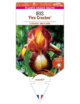 IRIS (germanica) Fire Cracker