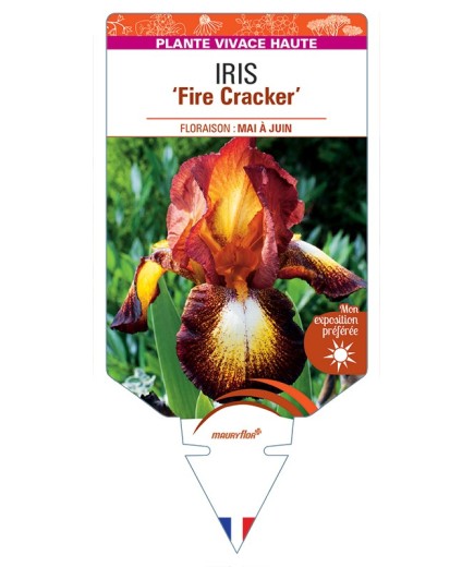 IRIS (germanica) Fire Cracker