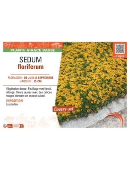 SEDUM FLORIFERUM
