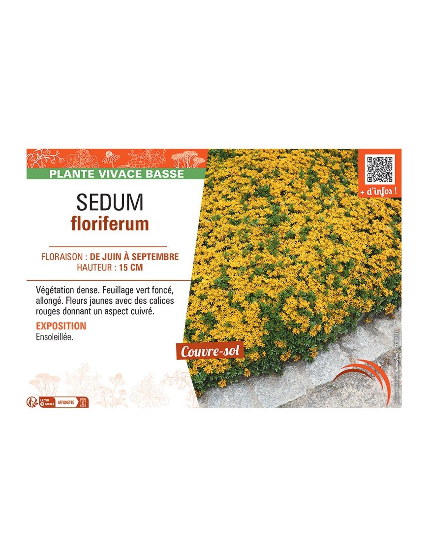 SEDUM FLORIFERUM