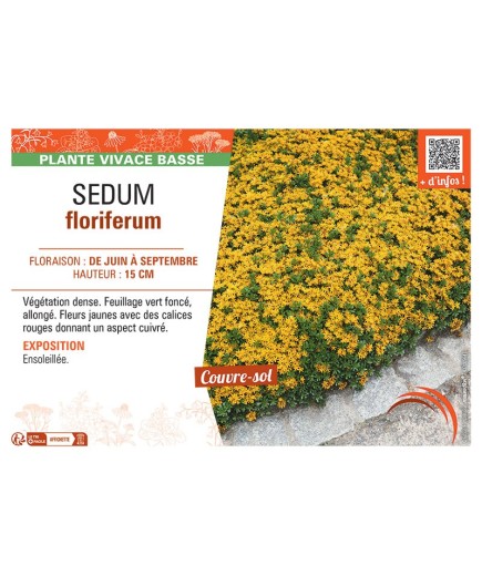 SEDUM FLORIFERUM