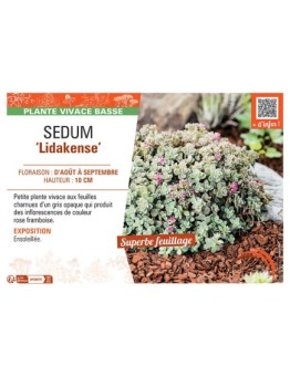 SEDUM LIDAKENSE