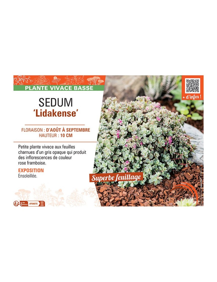 SEDUM LIDAKENSE
